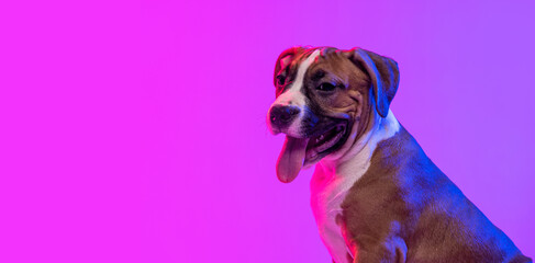 American Staffordshire Terrier isolated over studio background in neon gradient pink light filter....