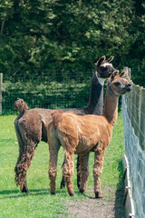 Fototapeta premium Orange and brown llamas in farm in Yarmouth, Isle of Wight, United Kingdom