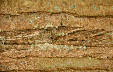 natural landscape, tree trunk, wood texture, close-up photo