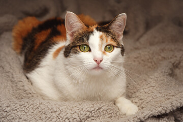 multicolored shorthair cat with green eyes lies on a fluffy beige blanket