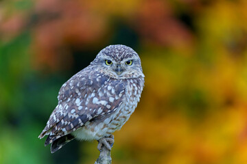 Burrowing Owl (Athene cunicularia) sitting on a branch in the Netherlands with autumn colors in the background       