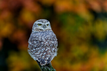 Burrowing Owl (Athene cunicularia) sitting on a branch in the Netherlands with autumn colors in the background       