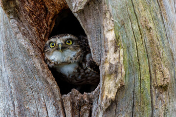 Burrowing Owl (Athene cunicularia) looking out a hole in a tree in the Netherlands 