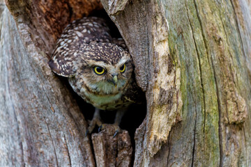 Burrowing Owl (Athene cunicularia) looking out a hole in a tree in the Netherlands 