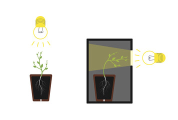 Fototapeta na wymiar Phototropism – It is the movement of plants in response to light, plant in the box. Isolated Vector flat illustration.