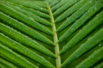 Fototapeta premium Natural landscape, beautiful flower garden, palm leaf with raindrops, green leaves, close up photo