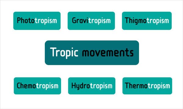 Different types of Plants Tropic Movements. Phototropism, Gravitropism, Hydrotropism, Thermotropism, Aerotropism, Thigmotropism, Chemotropism. Infographics, Chart, pattern, classification, variety. 