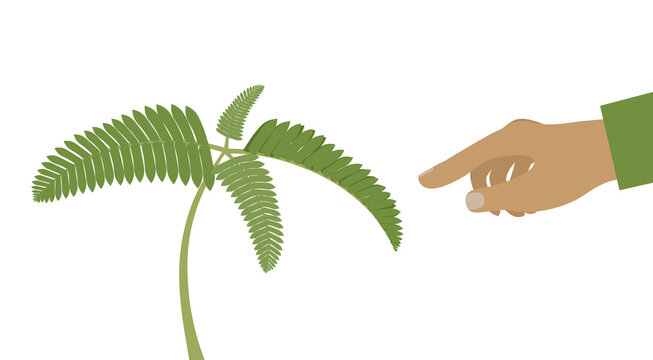Nastic movements -it is a directional movement in plants in response to touch. Mimosa pudica plant is folding up leaves when touched. Isolated vector flat illustration.