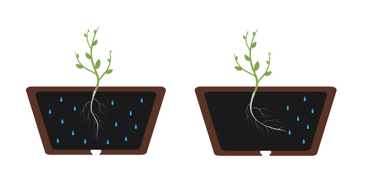 Hydrotropism - plant's growth response in which the direction of growth is determined by a stimulus or gradient in water concentration. Vector flat illustration.