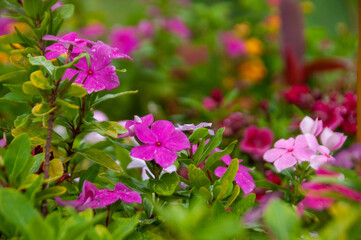 Natural landscape, beautiful garden with tropical flowers in various shades of pink, macro photo