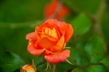 Natural landscape, beautiful flower garden, orange roses, macro photo