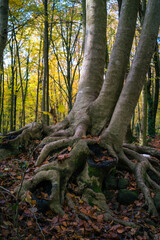 Autumn Color of Beech Trees in fageda d'en jorda, catalonia