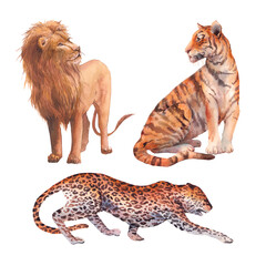 Watercolor predatory cats set: tiger, lion, leopard isolated on white background. Exotic animals clipart