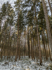 close trees in the forest at wintertime