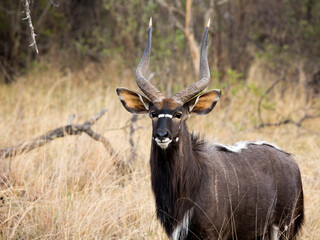 A close-up of a Nyala (Tragelaphus angasii) antelope standing in the tall grass looking at the camera with its long hair, dark brown coat and long horns.