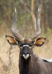 A close-up portrait of a Nyala (Tragelaphus angasii) antelope looking at the camera with his long horns, big ears and beautiful dark brown coat. © MWolf Images