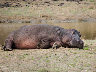 A lazy hippopotamus laying in the morning sun warming its body, sleeping on his side next to the water.