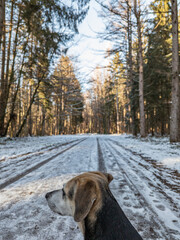 forest road and dog head