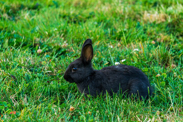Little black rabbit on the green grass eating in summer Easter celebration beautiful pet animal