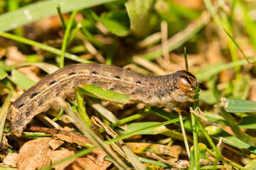 Large Yellow Underwing Caterpillar- Noctua pronuba