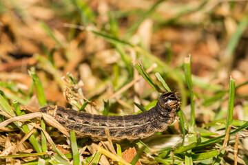 Obraz premium Large Yellow Underwing Caterpillar- Noctua pronuba