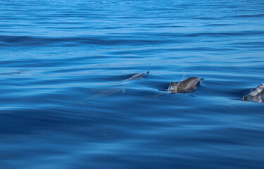 Fototapeta premium Three dolphins swimming and emerging from the depths