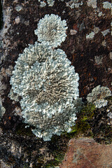 Lichens on rock