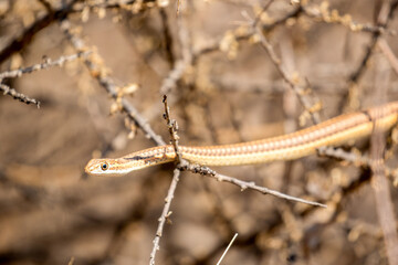 Fork-marked Sand Snake in the Kgalagadi