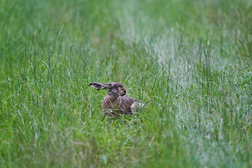 Hare or jackrabbit, leporids, siiting in the long grass of meadow