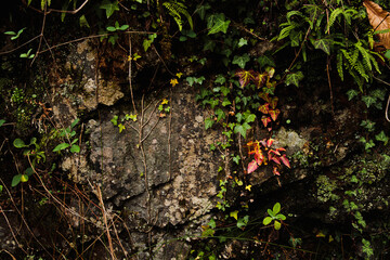Stone wall texture with leaves and moss