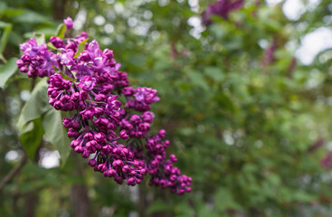 Fototapeta na wymiar branch of blooming lilac
