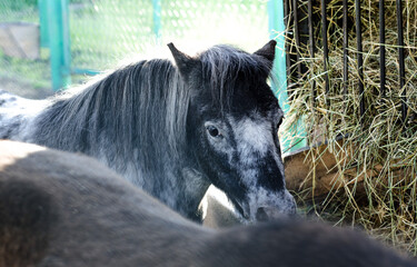  dark horse stands at trough with hay and looks into  camera. beautiful pets