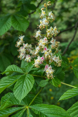 close up view of chestnut tree blooming branch