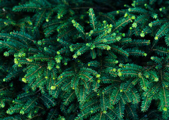 Beautiful spruce branch with young needles. Fir branches close-up. Christmas tree in nature. green spruce