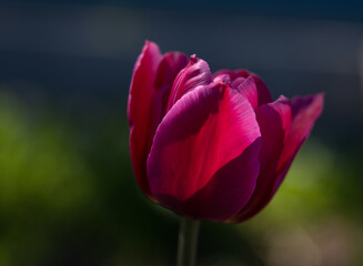 Close up of red tulip head on dark background.