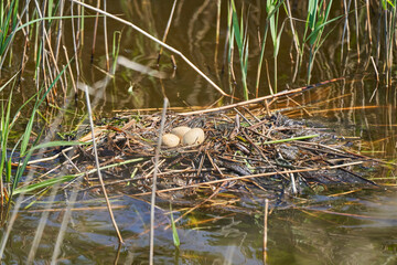 Nest with eggs of great crested grebe, Podiceps cristatus