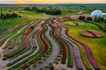 Aerial view of colorful tulips field, summer dawn. Concept, spring, summer, nature