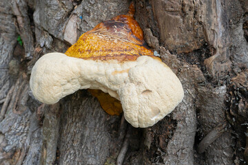Big Polyporous fungus, a common fungus on old tree trunk. Howrah, West Bengal, India. - obrazy, fototapety, plakaty