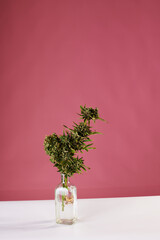 a bouquet of marijuana in a vase on a pink background