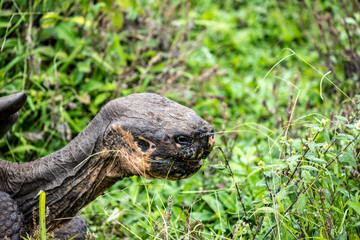 Naklejka na ściany i meble Galapagos tortoises in a tropical forest in natural conditions giant galapagos skull in natural rainforest 