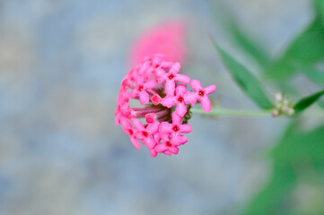Panama Rose ,leucophylla or Kunth or RUBIACEAE