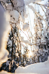 Winter bright background with snowy tree branches in the sun. Natural bright background. Winter wonderland 