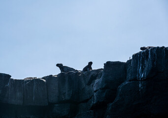 Galapagos marine iguanas bask in the sun on black volcanic rocks 
