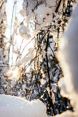 Winter bright background with snowy tree branches in the sun. Natural bright background. Winter wonderland 