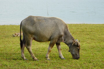 The water buffalo (Bubalus bubalis), also called the Asiatic buffalo, domestic water buffalo or...