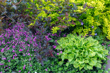 Lush hosta on a flower bed in the park. Landscaping, perennial plants.