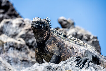 Galapagos marine iguanas bask in the sun on black volcanic rocks 