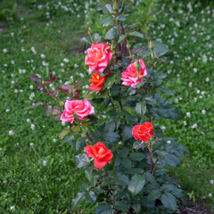 Flowering roses on the flowerbed in the park. Landscape design, perennial plants.