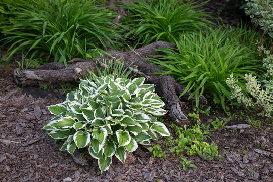 Lush hosta on a flower bed in the park. Landscaping, perennial plants.