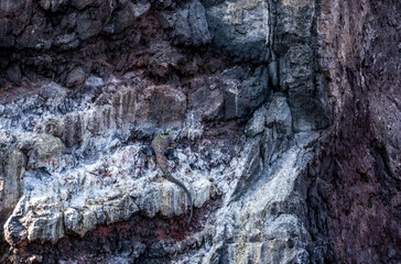 ancient marine iguanas on black volcanic rocks in the galapagos islands 